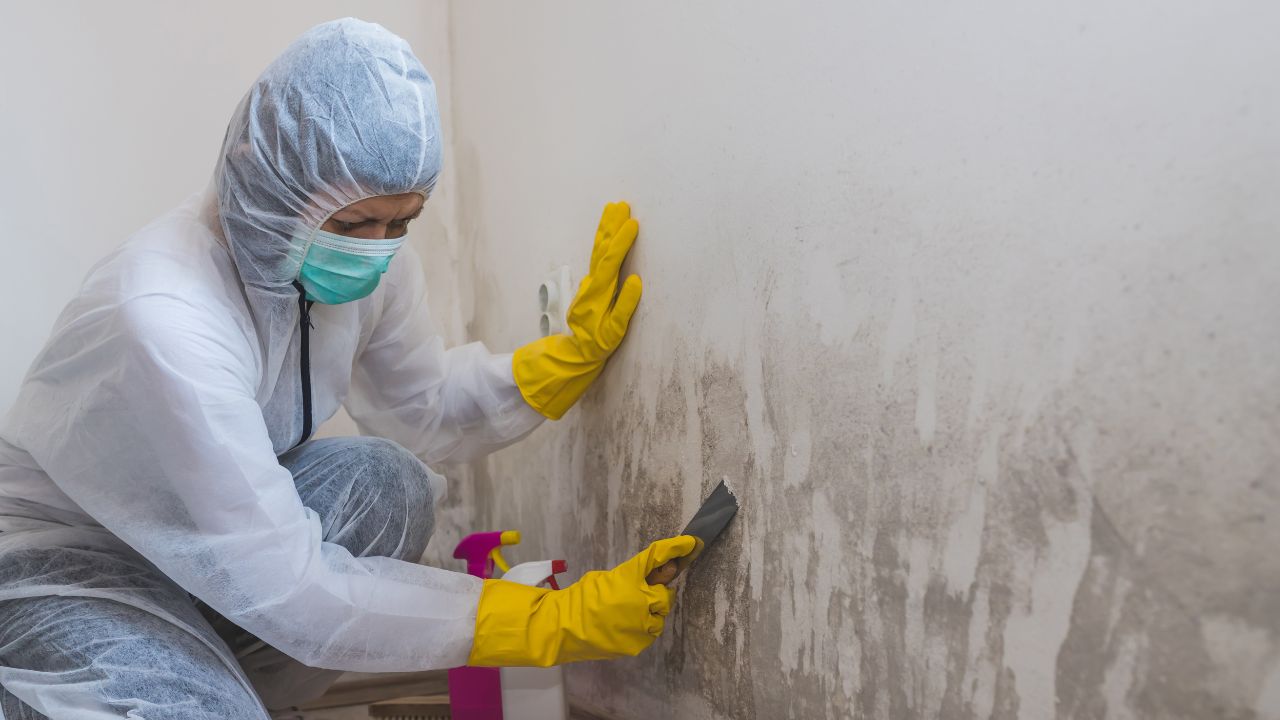 How To Remove Mold From Painted Walls